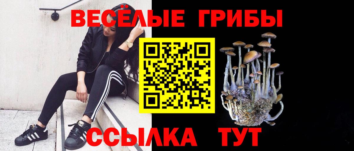 Псилоцибиновые грибы Psilocybine cubensis Саранск